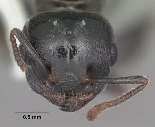 Crematogaster ashmeadi specimen CASENT0103761 image casent0103761_2