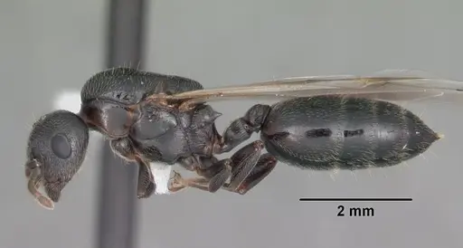 Crematogaster ashmeadi specimen CASENT0103761 image casent0103761_3