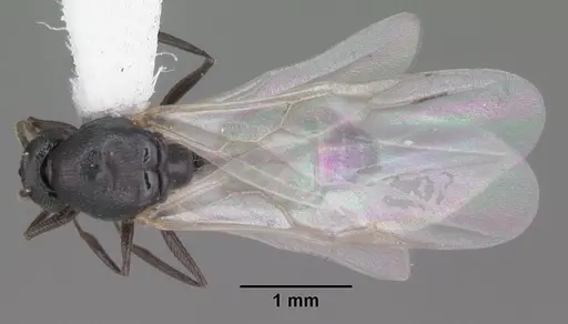 Crematogaster ashmeadi specimen CASENT0103762 image casent0103762_1
