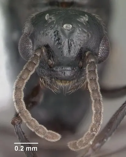 Crematogaster ashmeadi specimen CASENT0103762 image casent0103762_2