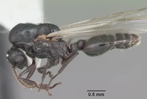 Crematogaster ashmeadi specimen CASENT0103762 image casent0103762_3