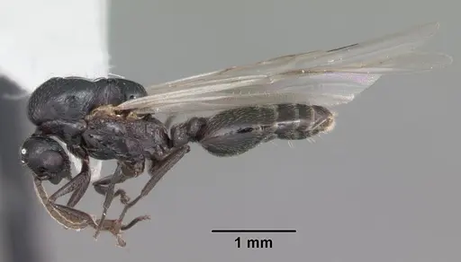 Crematogaster ashmeadi specimen CASENT0103762 image casent0103762_4