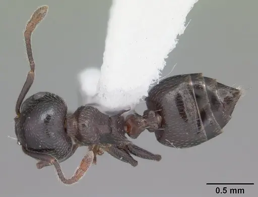 Crematogaster ashmeadi specimen CASENT0103765 image casent0103765_1