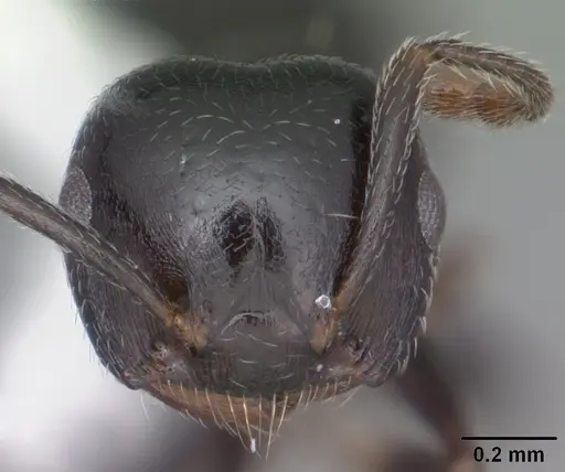 Crematogaster ashmeadi specimen CASENT0103765 image casent0103765_2