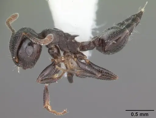 Crematogaster ashmeadi specimen CASENT0103765 image casent0103765_3
