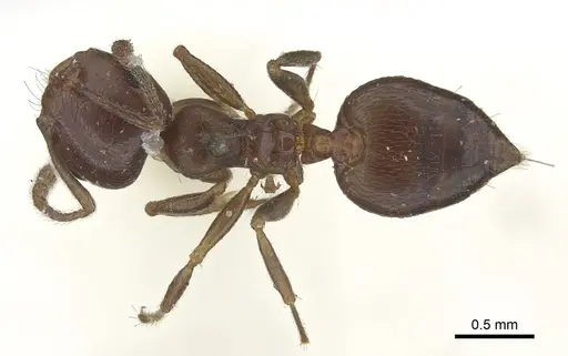 Crematogaster ashmeadi specimen CASENT0902144 image casent0902144_1
