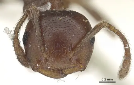 Crematogaster ashmeadi specimen CASENT0902144 image casent0902144_2