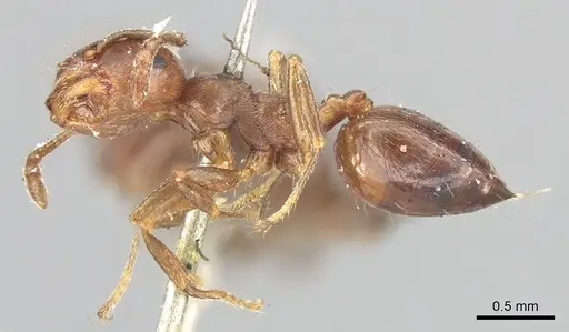 Crematogaster ashmeadi specimen CASENT0902144 image casent0902144_3