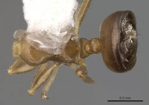 Crematogaster ashmeadi specimen CASENT0914494 image casent0914494_1
