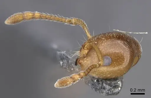 Crematogaster ashmeadi specimen CASENT0914494 image casent0914494_2
