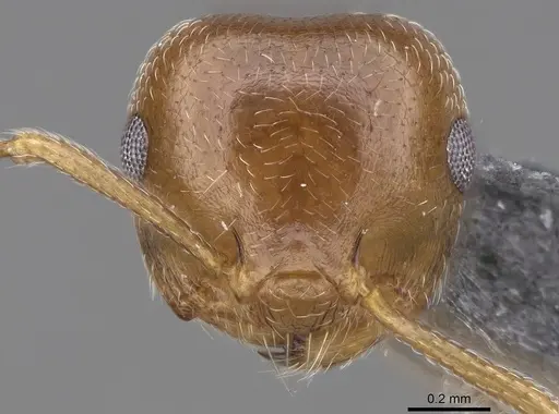 Crematogaster ashmeadi specimen CASENT0914494 image casent0914494_3