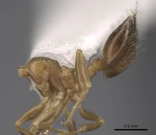 Crematogaster ashmeadi specimen CASENT0914494 image casent0914494_4