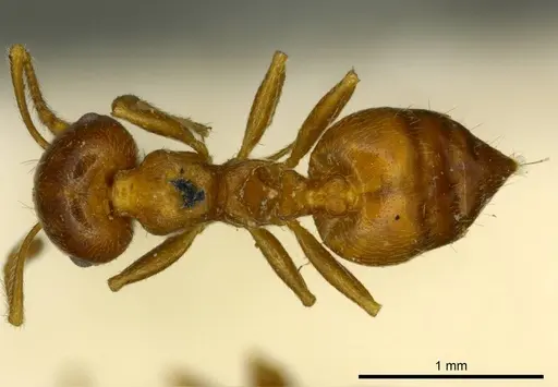 Crematogaster ashmeadi specimen CASENT0919694 image casent0919694_1