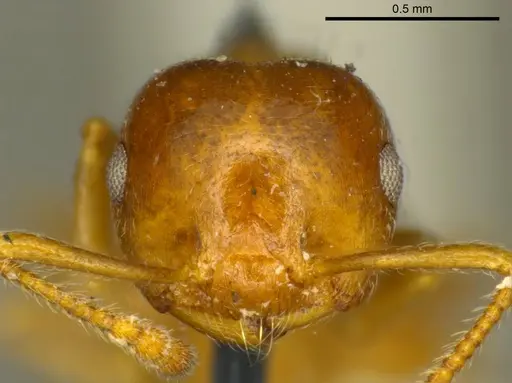 Crematogaster ashmeadi specimen CASENT0919694 image casent0919694_2