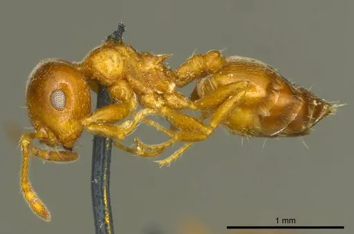 Crematogaster ashmeadi specimen CASENT0919694 image casent0919694_3