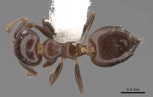 Crematogaster ashmeadi specimen CASENT0922720 image casent0922720_1