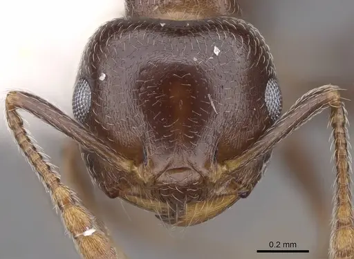 Crematogaster ashmeadi specimen CASENT0922720 image casent0922720_2