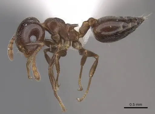 Crematogaster ashmeadi specimen CASENT0922720 image casent0922720_3