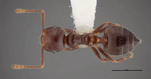 Crematogaster ashmeadi specimen FMNHINS0000062860 image fmnhins0000062860_1
