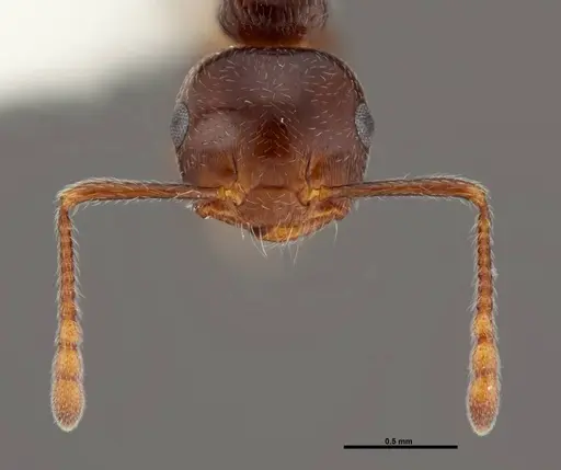 Crematogaster ashmeadi specimen FMNHINS0000062860 image fmnhins0000062860_2