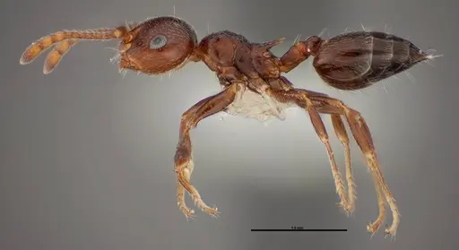 Crematogaster ashmeadi specimen FMNHINS0000062860 image fmnhins0000062860_3