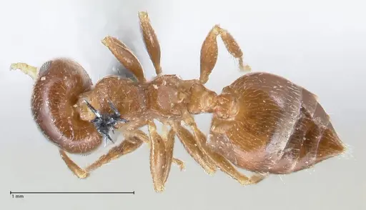 Crematogaster ashmeadi specimen FOCOL1506-1 image focol1506-1_1