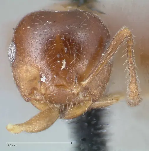Crematogaster ashmeadi specimen FOCOL1506-1 image focol1506-1_2