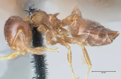 Crematogaster ashmeadi specimen FOCOL1506-1 image focol1506-1_3