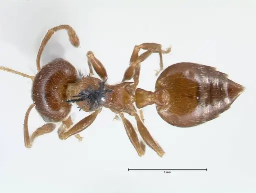 Crematogaster ashmeadi specimen FOCOL1506-2 image focol1506-2_1
