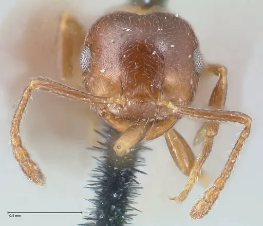 Crematogaster ashmeadi specimen FOCOL1506-2 image focol1506-2_2