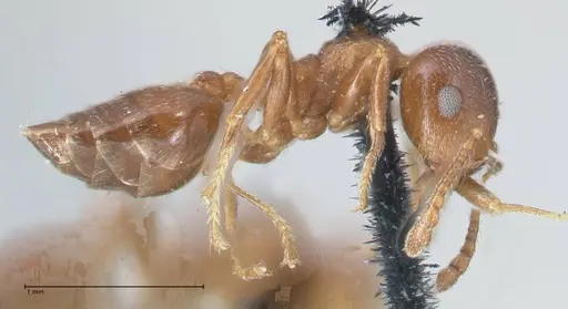 Crematogaster ashmeadi specimen FOCOL1506-2 image focol1506-2_3