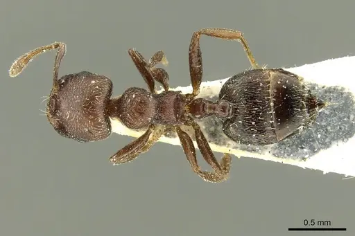 Crematogaster atra specimen CASENT0916117 image casent0916117_1