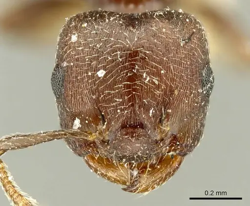 Crematogaster atra specimen CASENT0916117 image casent0916117_2