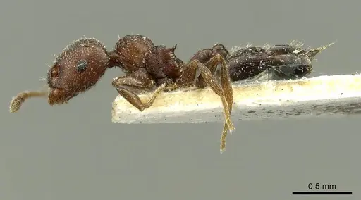 Crematogaster atra specimen CASENT0916117 image casent0916117_3