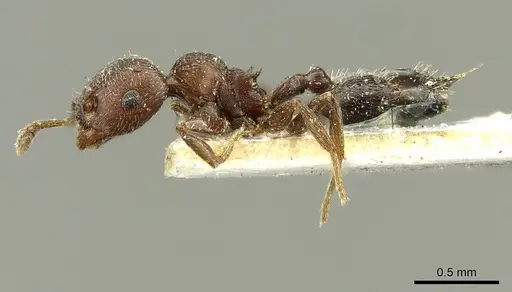 Crematogaster atra specimen CASENT0916117 image casent0916117_4