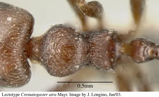 Crematogaster atra specimen JTL055858 image jtl055858_1