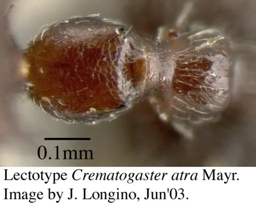 Crematogaster atra specimen JTL055858 image jtl055858_2