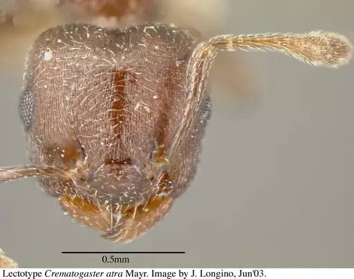 Crematogaster atra specimen JTL055858 image jtl055858_3