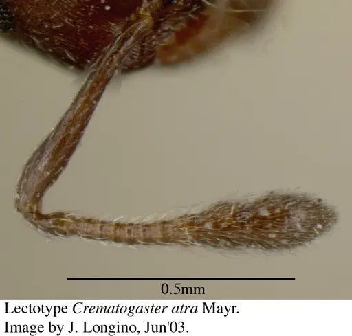 Crematogaster atra specimen JTL055858 image jtl055858_4