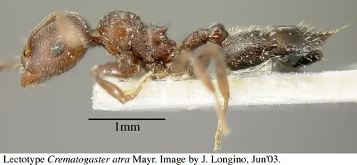 Crematogaster atra specimen JTL055858 image jtl055858_5