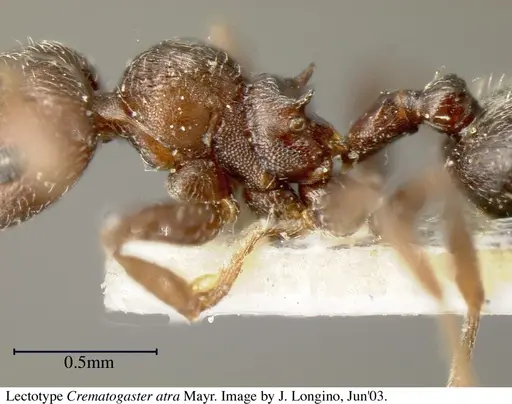 Crematogaster atra specimen JTL055858 image jtl055858_6
