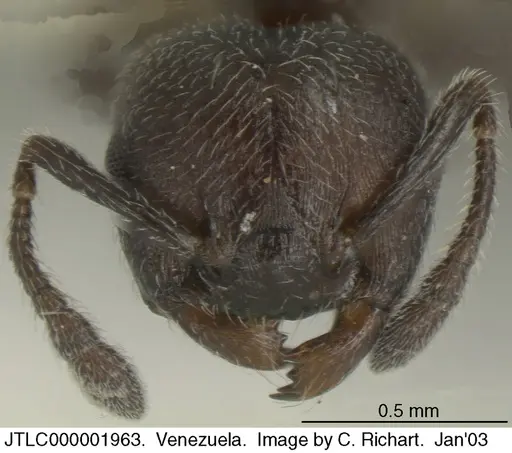 Crematogaster atra specimen JTLC000001963 image jtlc000001963_1