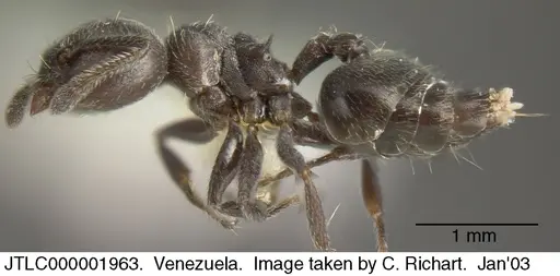 Crematogaster atra specimen JTLC000001963 image jtlc000001963_2