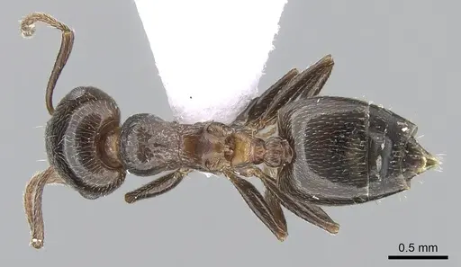 Crematogaster auberti specimen CASENT0281539 image casent0281539_1
