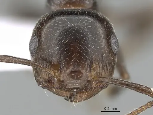 Crematogaster auberti specimen CASENT0281539 image casent0281539_2