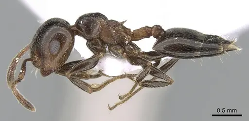 Crematogaster auberti specimen CASENT0281539 image casent0281539_3
