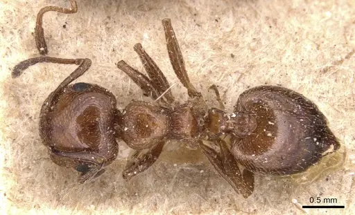Crematogaster auberti specimen CASENT0904499 image casent0904499_1