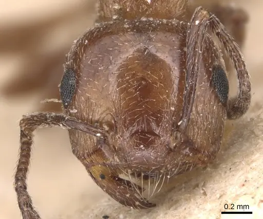 Crematogaster auberti specimen CASENT0904499 image casent0904499_2