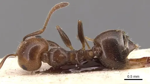 Crematogaster auberti specimen CASENT0904501 image casent0904501_1
