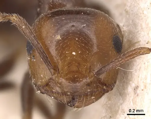 Crematogaster auberti specimen CASENT0904501 image casent0904501_2